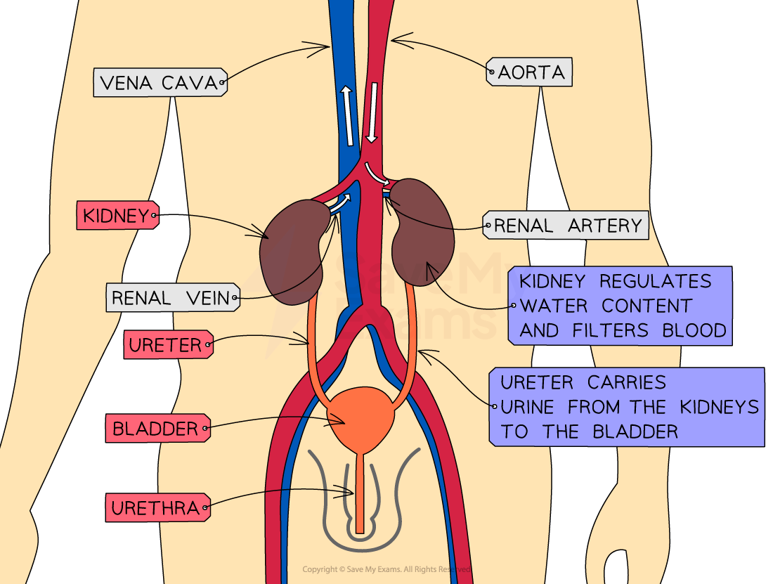 The urinary system in humans